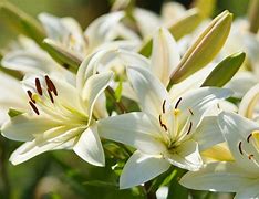 Image result for White Fleur De Lis Decor