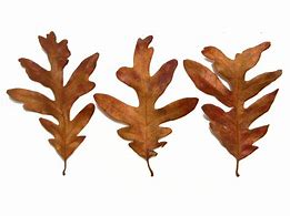 Image result for Quercus Alba Leaf