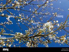 Image result for Cherry Plum Prunus Cerasifera