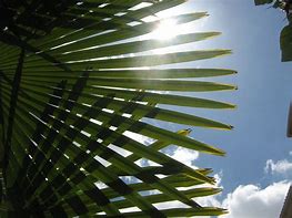 Image result for Palm Tree Leaf Coloring Page