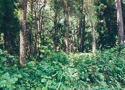 Image result for Tropical Rainforest Vegetation