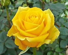 Image result for Bright Yellow Roses