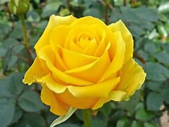 Image result for Love Yellow Rose