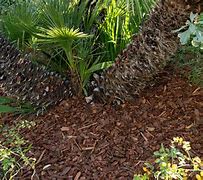 Image result for Chinese Fan Palm Tree Care