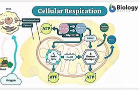 Image result for Cellular Respiration Clip Art