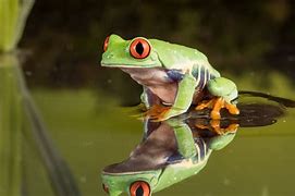 Image result for 4K Frog Wallpaper