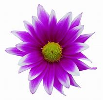 Image result for Microsoft Free Clip Art Flowers