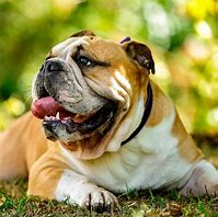 Image result for Old English Bulldog Boxer Mix