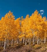 Image result for Real Aspen Tree Walls