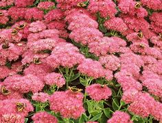 Image result for Perennial Plants That Bloom All Summer