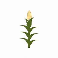 Image result for Paintings of Corn Stalks