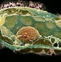 Image result for Bacteria Cell Image