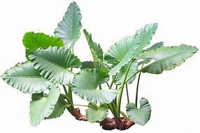 Image result for Alocasia Green Plant Heart Shaped