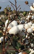 Image result for Yellow Cotton Texture