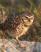 Image result for Angry Burrowing Owl