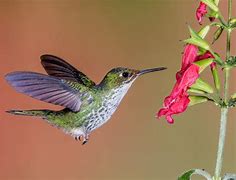 Image result for Hummingbird Flower Coloring Pages