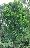 Image result for Big Leaf Maple Seattle Sentential