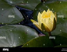 Image result for Round Lily Pond