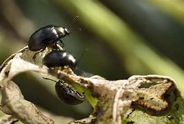 Image result for Bugs Eating My Plants Leaves