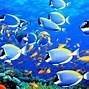 Image result for Tropical Fish Desktop