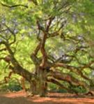 Image result for Angel Oak Tree Clip Art