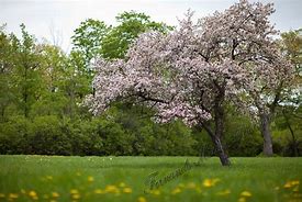 Image result for Second Wave of Cherry Blossoms