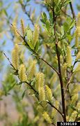 Image result for Salix Drummondiana