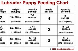 Image result for Labrador Puppy Growth Chart