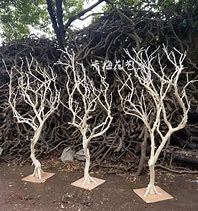 Image result for Dry Tree Branches Decoration