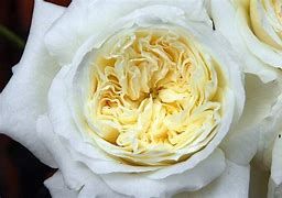 Image result for White Patience Garden Rose