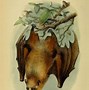 Image result for Funny Bat Clip Art