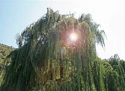 Image result for Weeping Willow Symbolism