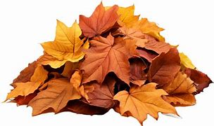 Image result for Jungle Leaf Pile