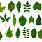 Image result for Leaves with Names