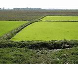 Image result for Minecraft Rice Fields