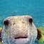 Image result for Animals Ocean Set