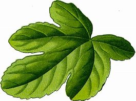 Image result for Printable Leaf Clip Art