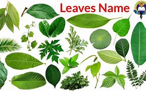 Image result for Leaves Names and Pictures for Kids