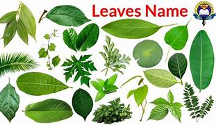 Image result for Leaves with Names