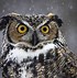 Image result for Great Owl Angry Bird