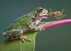 Image result for Frog Eating Cartoon