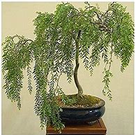 Image result for Weeping Willow Bonsai Tree