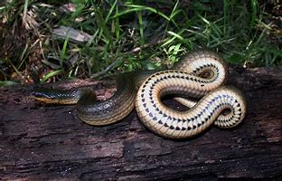 Image result for Glossy Crayfish Snake