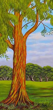 Image result for Eucalyptus Tree Painting