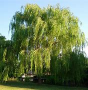 Image result for Weeping Willow Tree Varieties