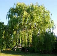 Image result for Weeping Willow Tree Nuts