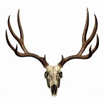 Image result for Mule Deer Skull Clip Art