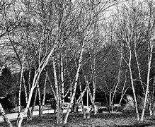 Image result for Vermont Birch Trees