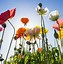 Image result for Icelandic Poppies Buds