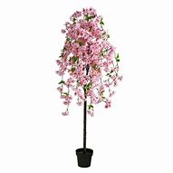 Image result for Potted Cherry Blossom Tree